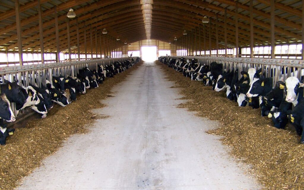 cows in barn